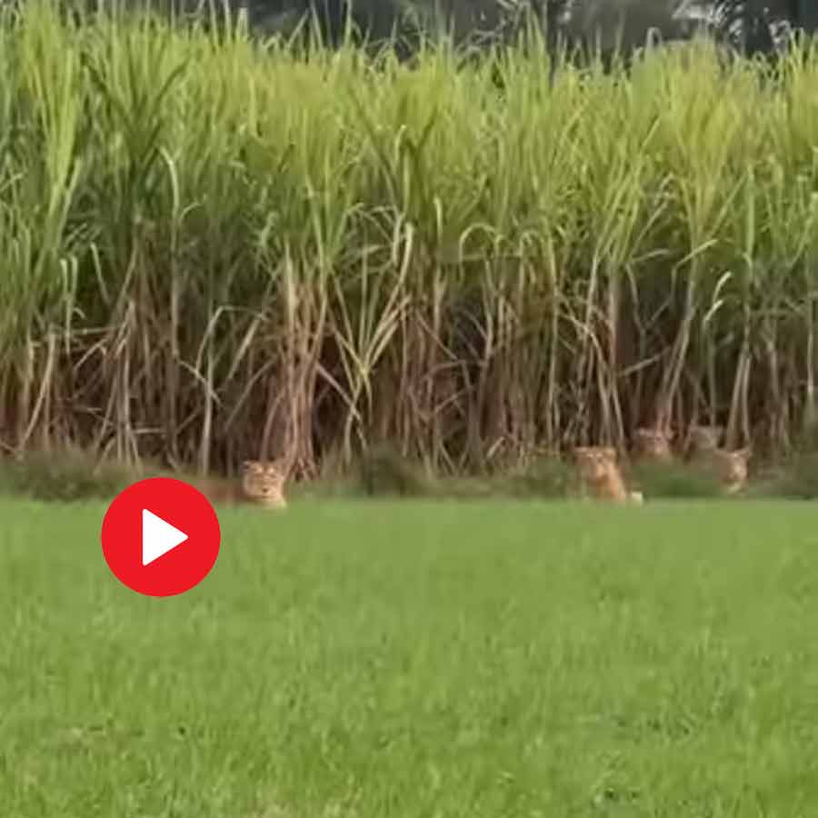 man sitting on field capture lion and five subs sitting