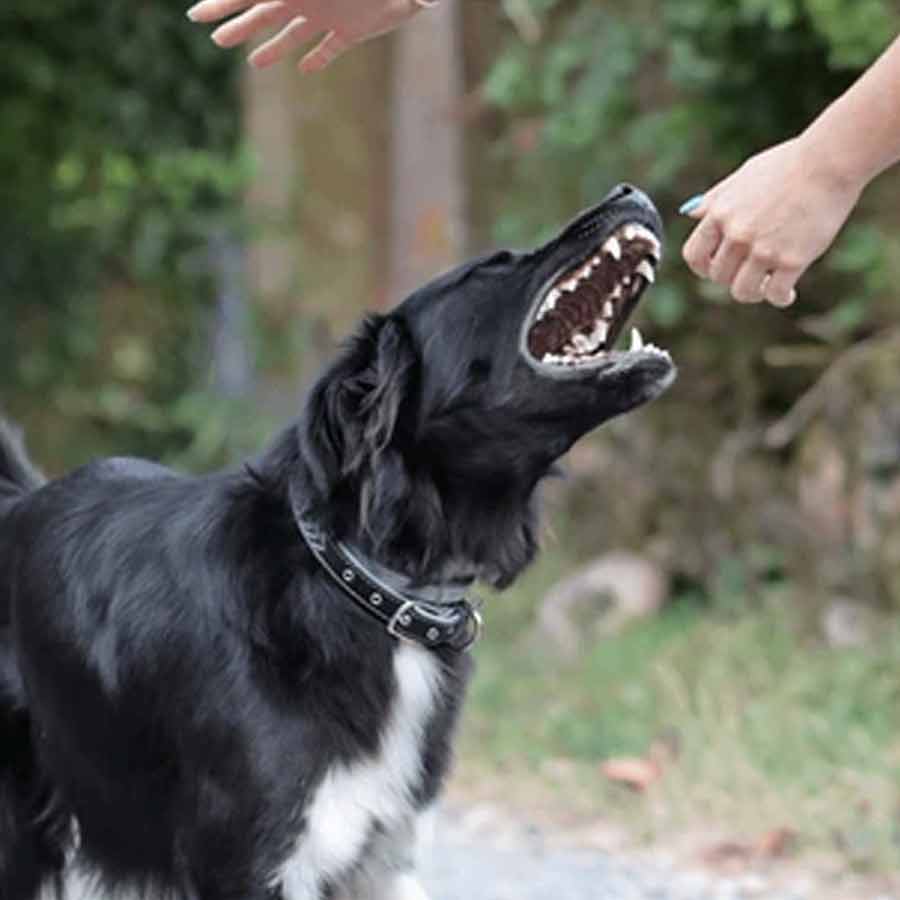 FIR to be filed against owner if pet dog bites someone in Dehradun