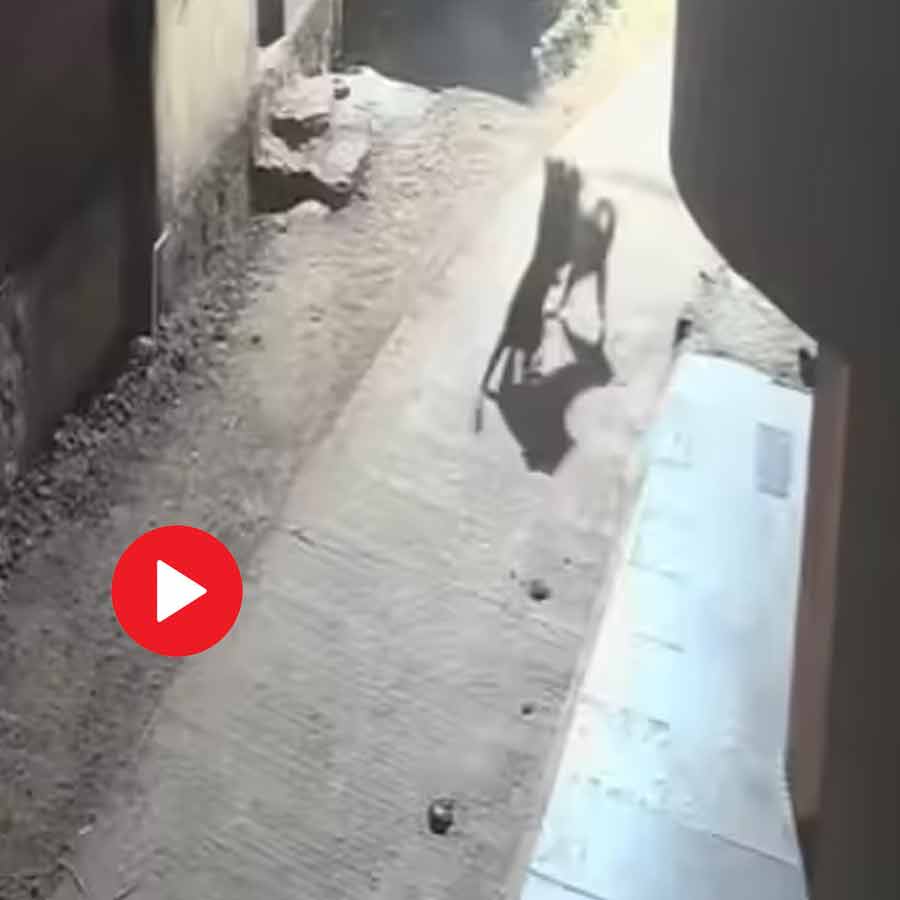 Video shows in Pune a dog chases away leopard as it attacks
