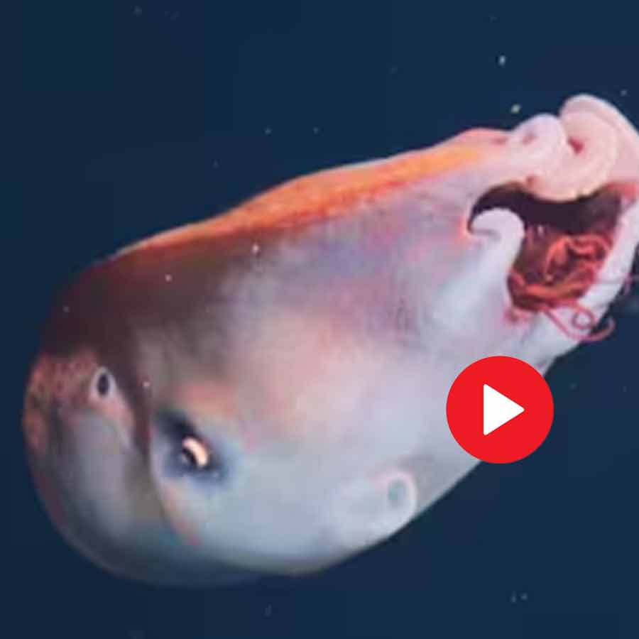 Video shows rare feet long rare Octopus near Monterey Bay off the coast of California