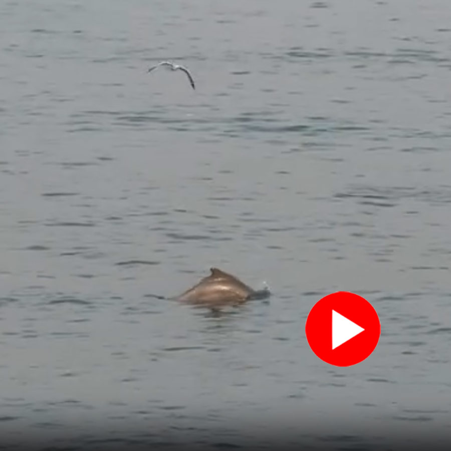 Video of dolphins spotted at Worli sea face in Mumbai after five years dgtl