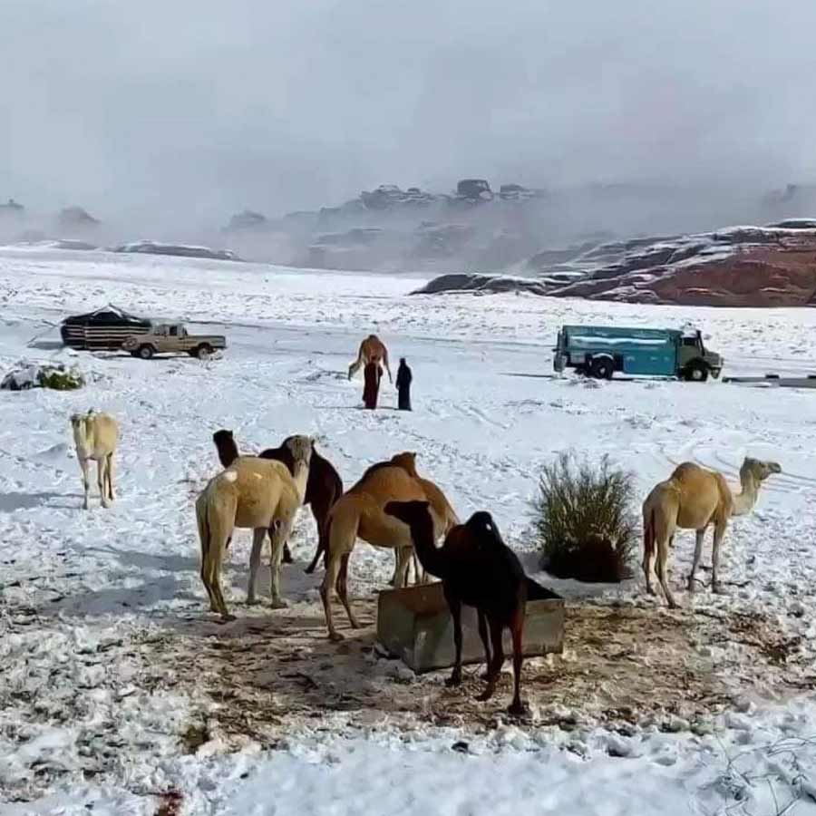 Snowfall in Desert