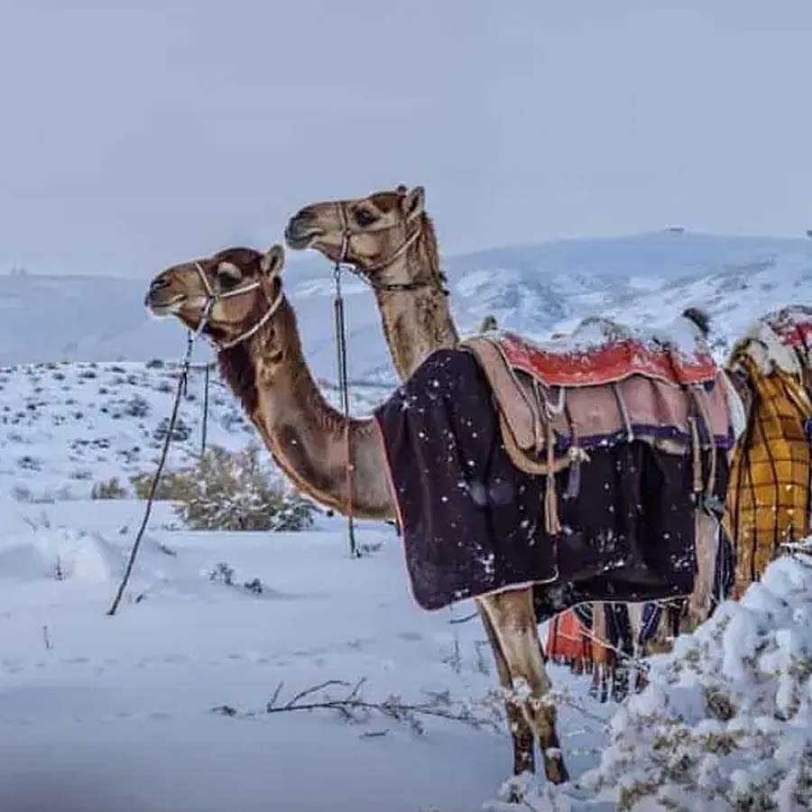 Snowfall in Desert
