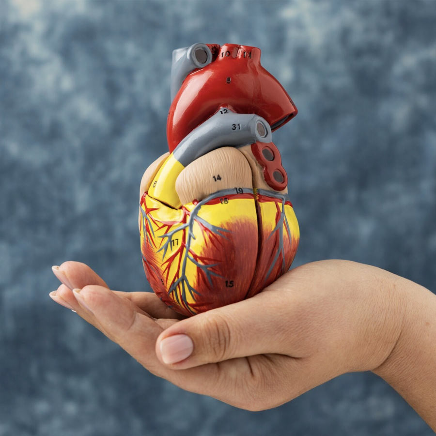 Cardiologists at Manipal Hospitals Mukundapur offer the most advanced and effective treatments for heart disease dgtl