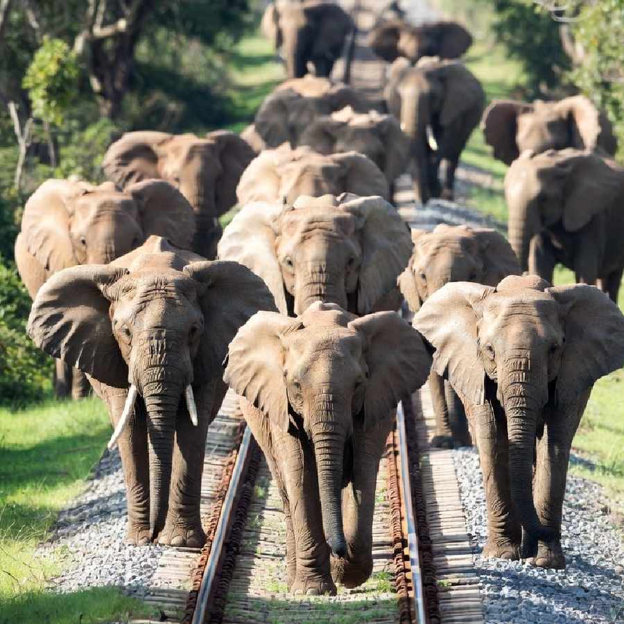 Several elephants killed after being hit by Sairang-New Delhi Rajdhani Express in Assam dgtl