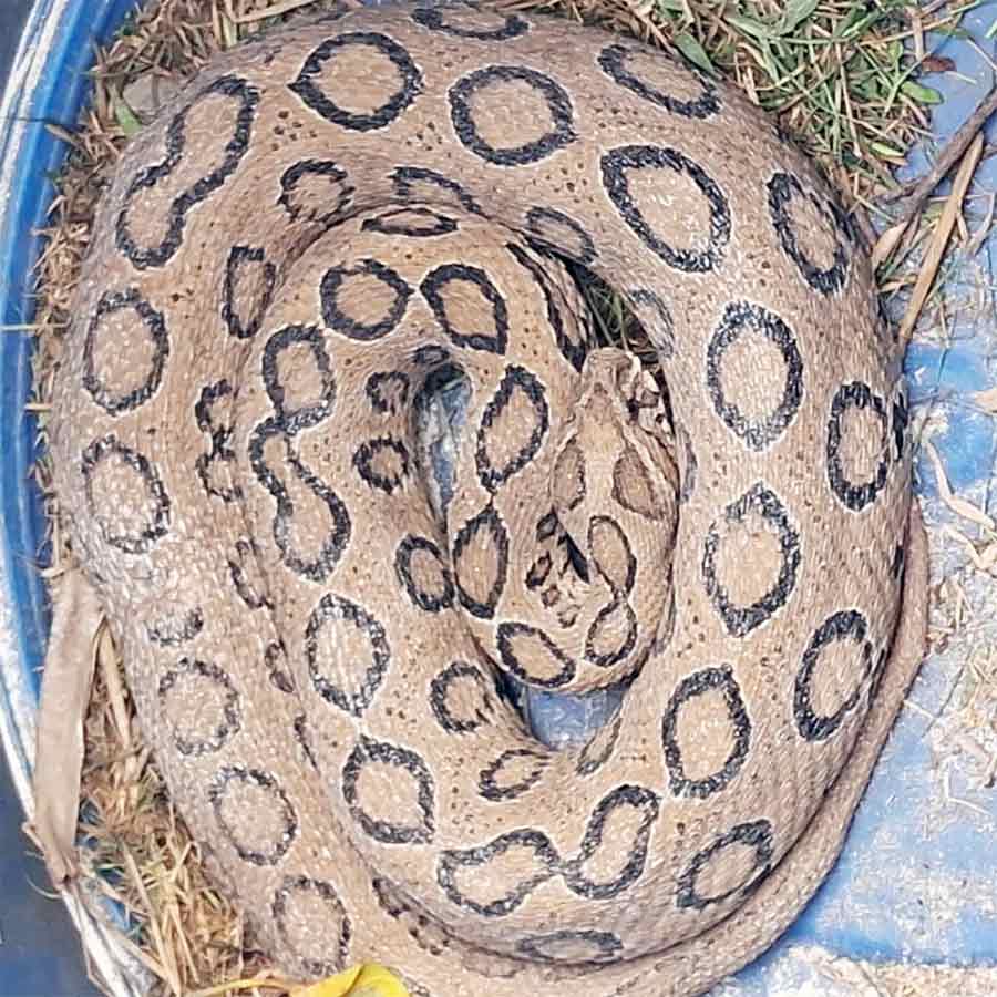 শুক্রবার নিউ টাউনের কারিগরি ভবনের পিছন থেকে উদ্ধার হয় এই চন্দ্রবোড়াটি।