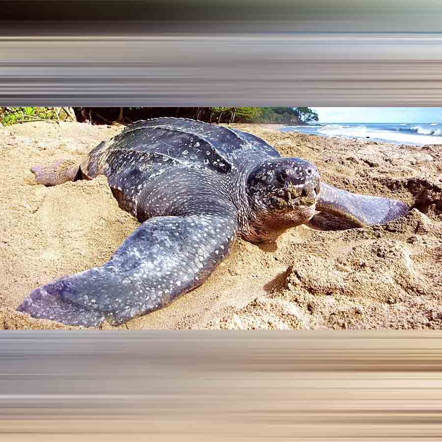 Millions of trees will be cut down as a cost of massive infrastructural development