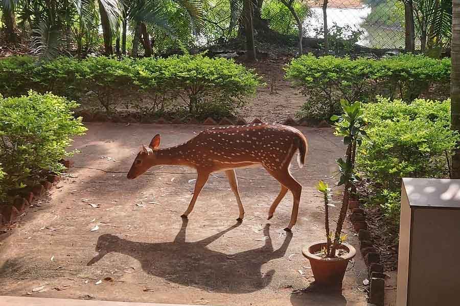 হরিণের আনাগোনা।