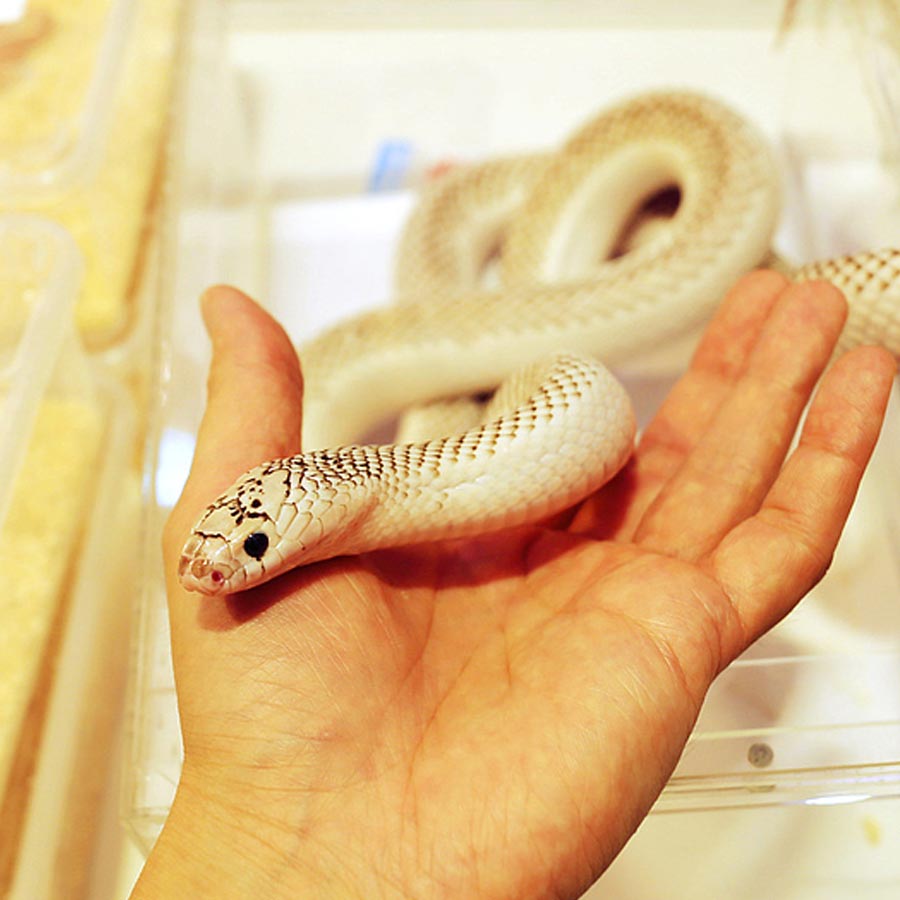 Buying Venomous Snakes In China
