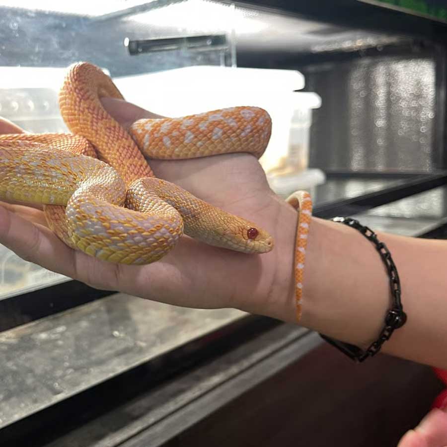 Buying Venomous Snakes In China