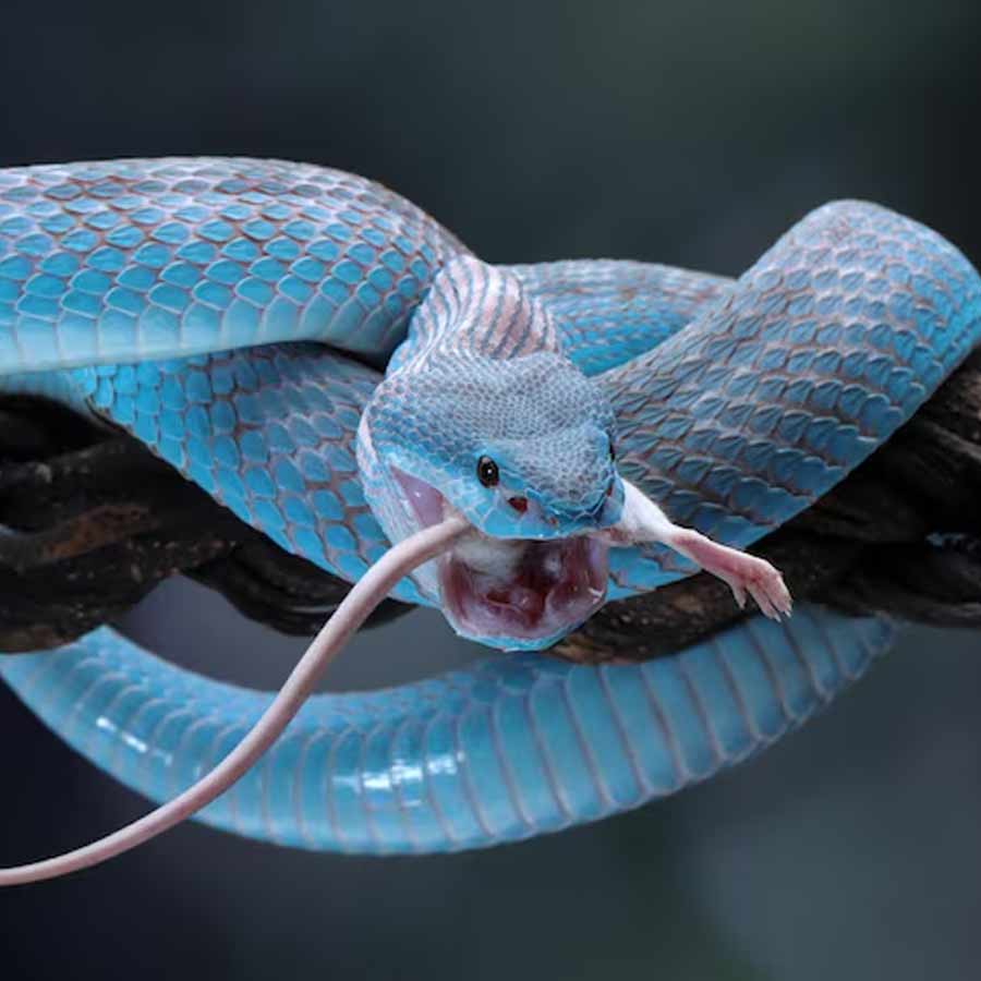 young generations reportedly turning to venomous snakes in china