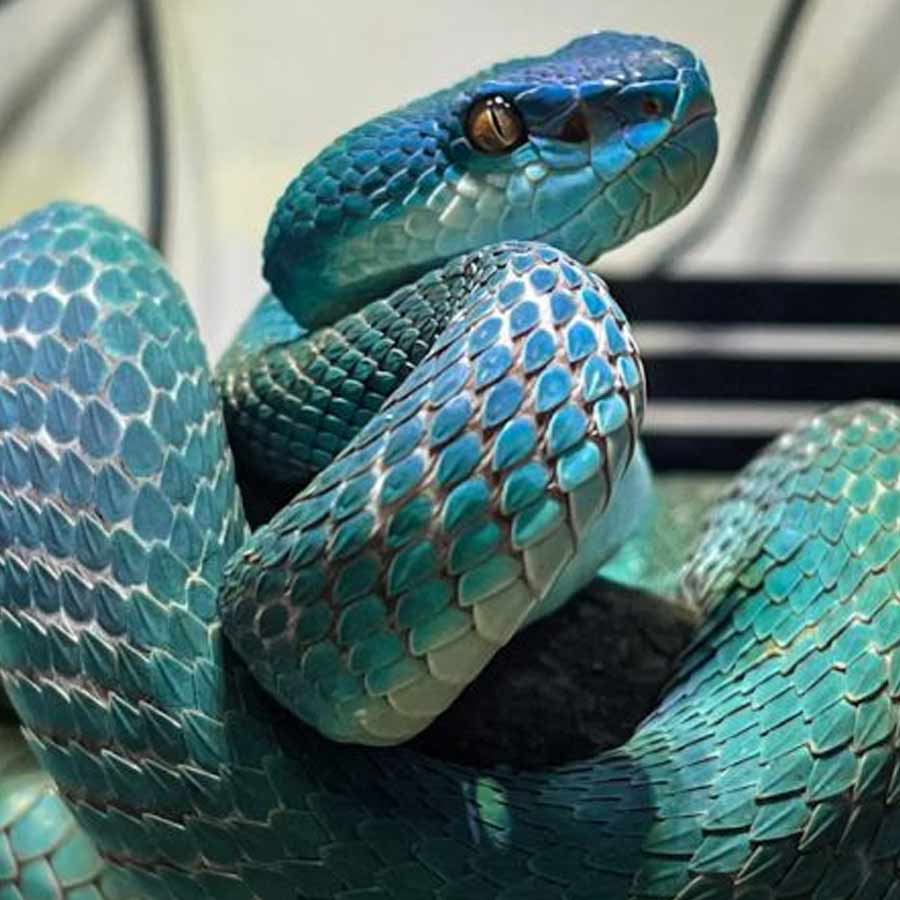 Buying Venomous Snakes In China