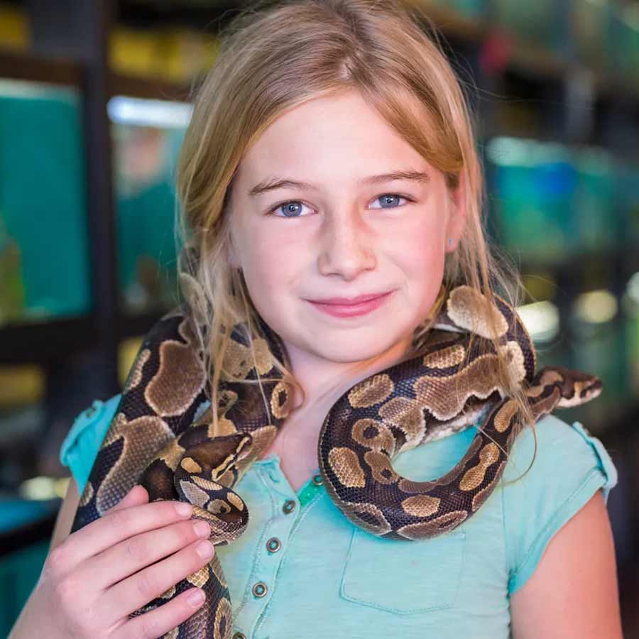 Buying Venomous Snakes In China