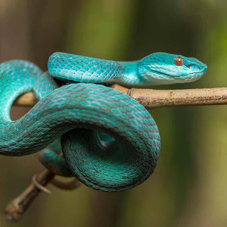 Buying Venomous Snakes In China