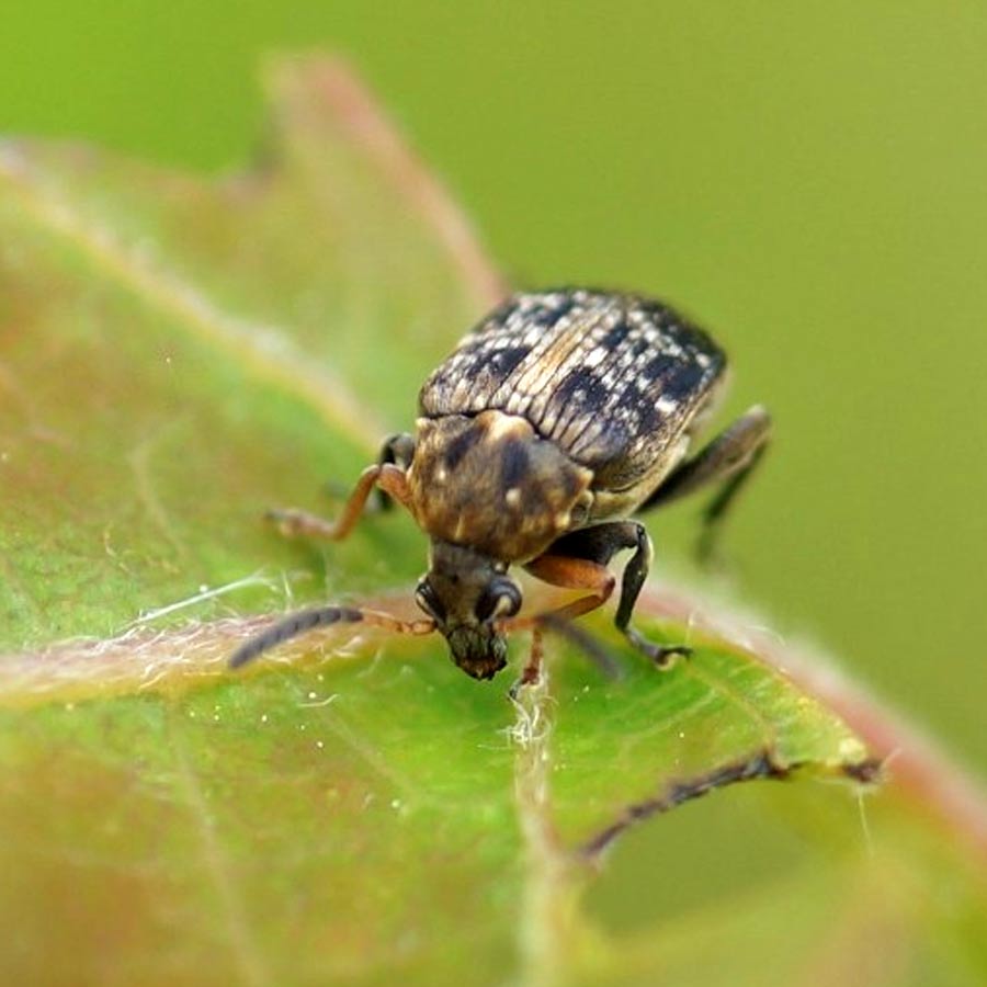 ৪০ বছর ধরে গুবরে পোকাদের উপরে পরীক্ষা করেছেন বিজ্ঞানীরা।