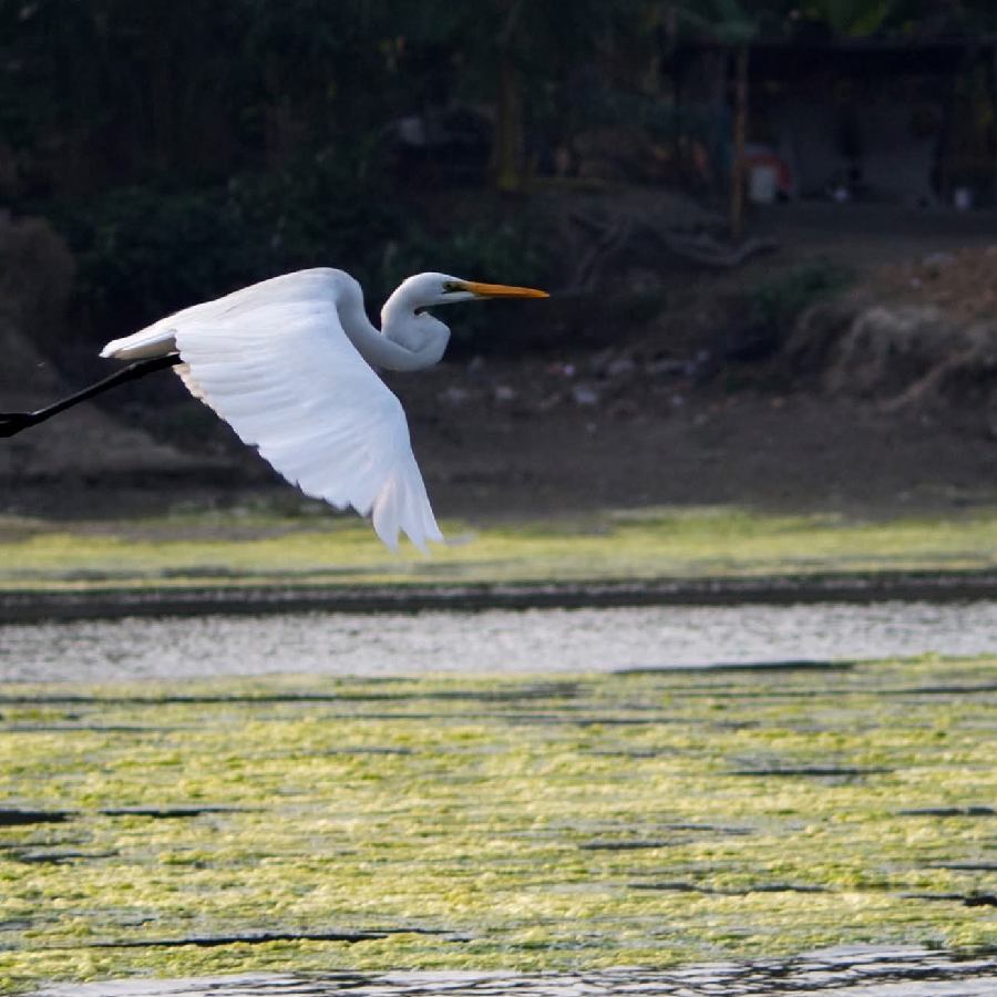 পিয়ালিতে পাখিদের ওড়াউড়ি। ভিড় করে পরিযায়ীর দলও।