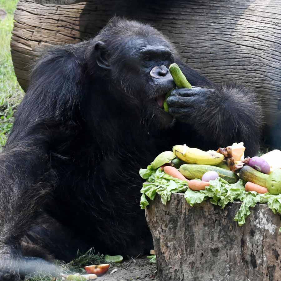 West Bengal Animal Resources Development Corporation prepares scientific food, focusing on nutrition of zoo herbivores