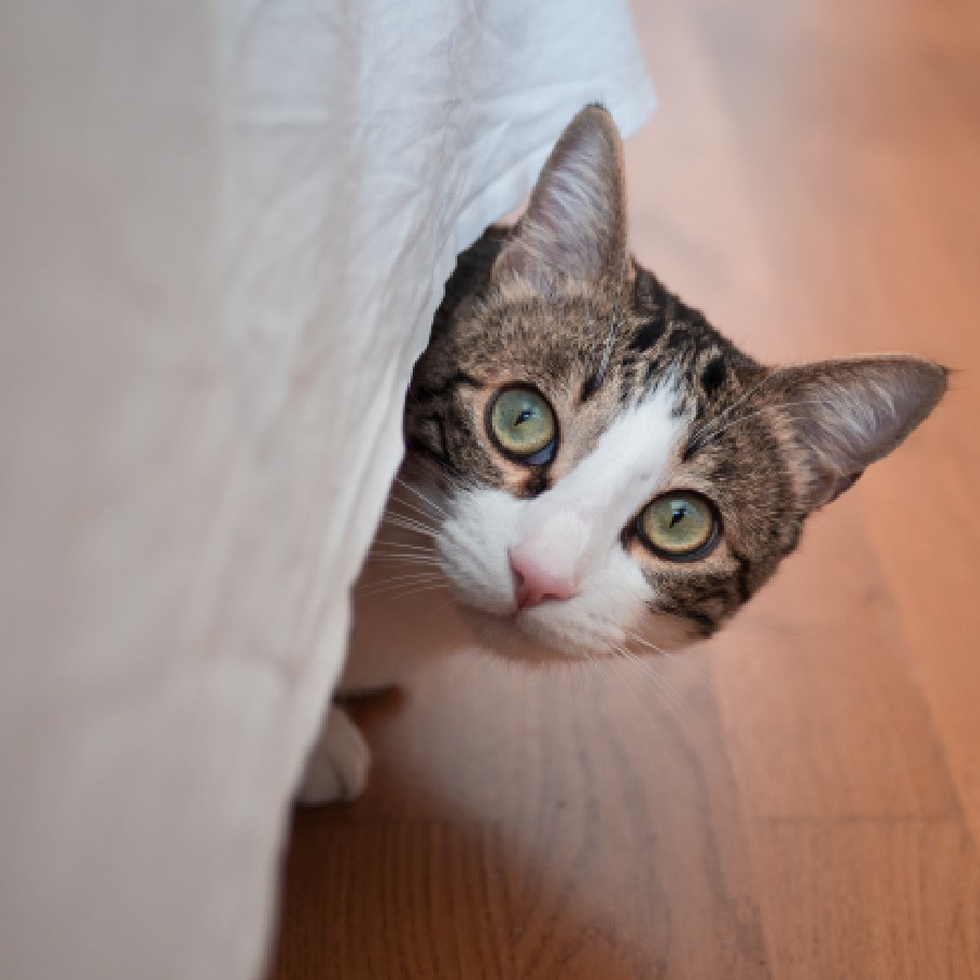 বিড়াল কি আপনাকে নিঃশব্দে চেয়ে দেখে?