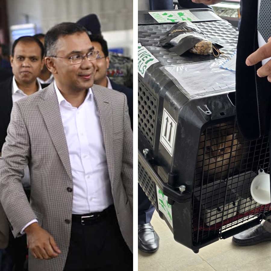 (বাঁ দিকে) তারেক রহমান। কালো খাঁচার ভিতরে জেবু (ডান দিকে)।