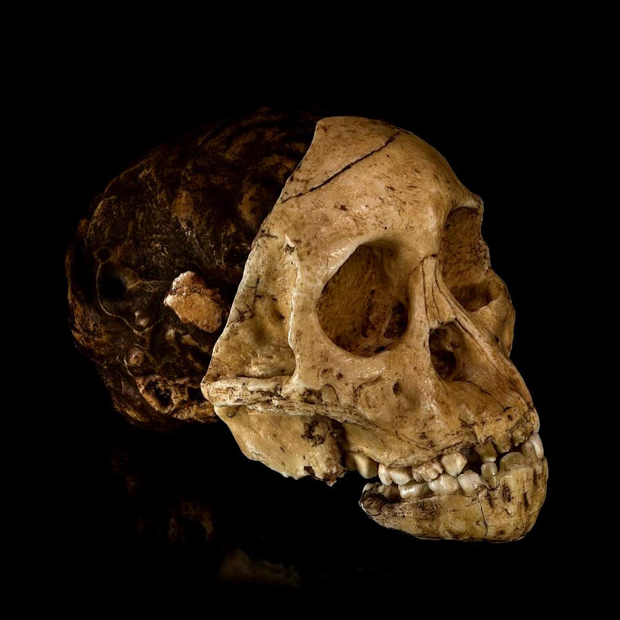 ১০০ বছর আগে আফ্রিকায় এক মাথার খুলির সন্ধান মেলে। সেখান থেকেই বিলুপ্ত হয়ে যাওয়া আদিম প্রজাতির সঙ্গে পরিচয় হয় বিশ্বের।