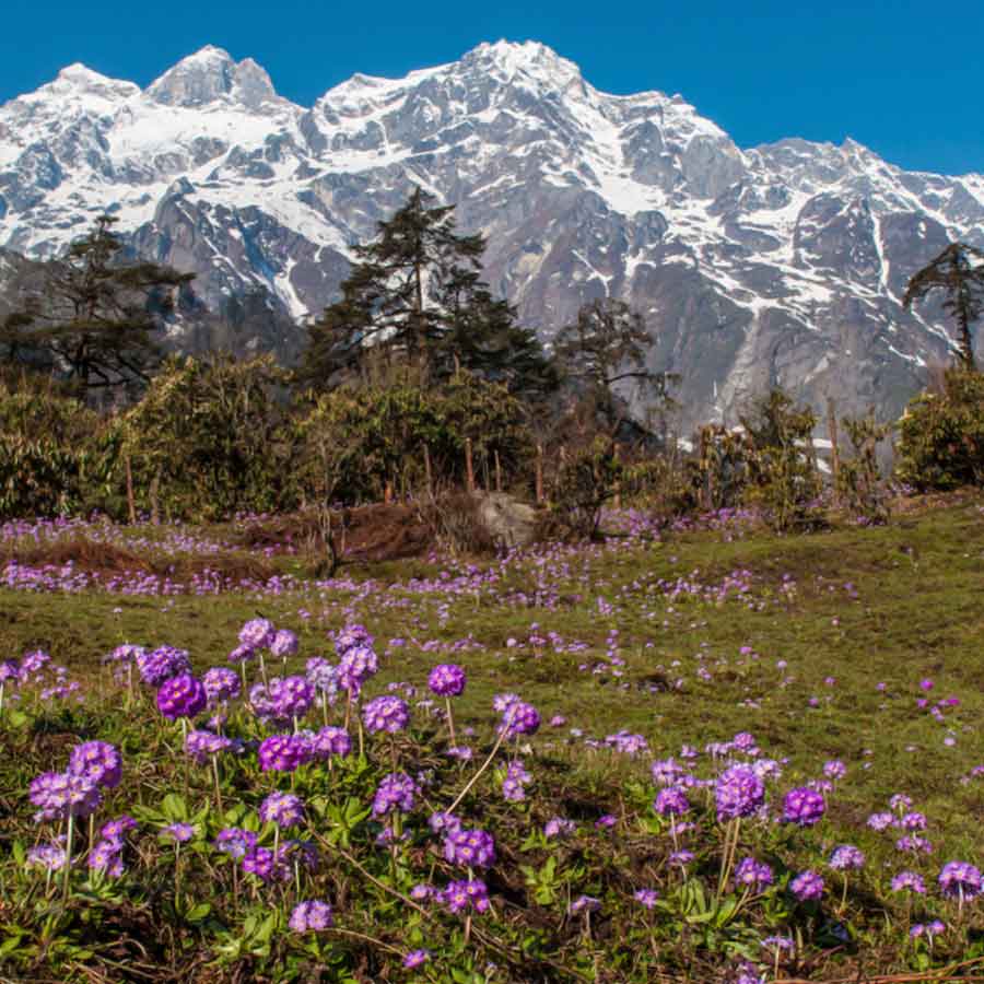 rare Himalayan flower