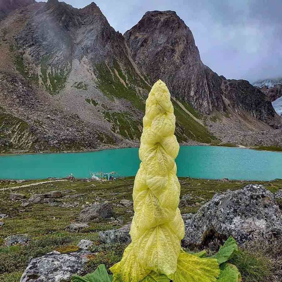 rare Himalayan flower
