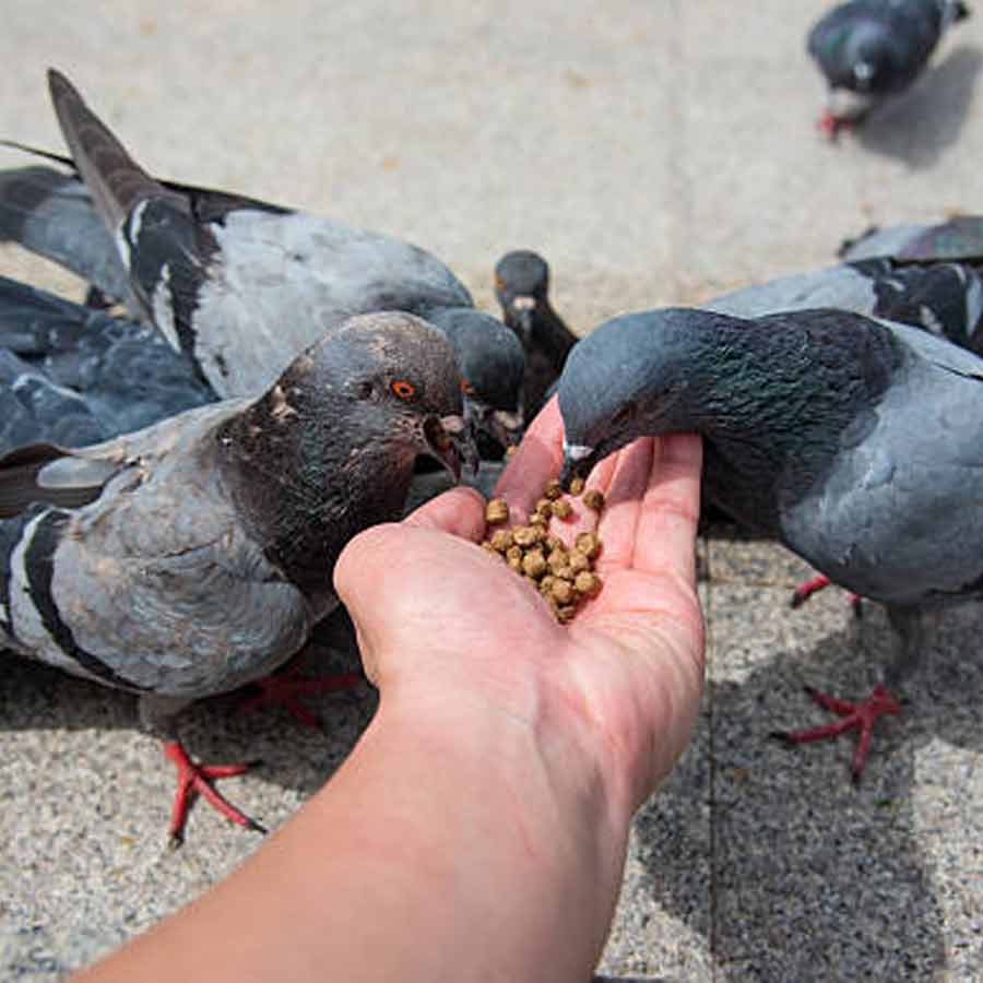 Mumbai Businessman fined 5000 for feeding pigeons in public dgtl