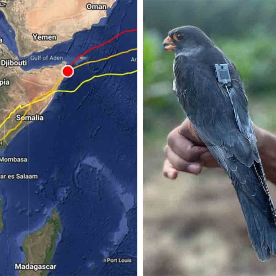 (বাঁ দিকে) তিন পাখির যাত্রাপথ। খুদে সেই আমুর বাজ (ডান দিকে)