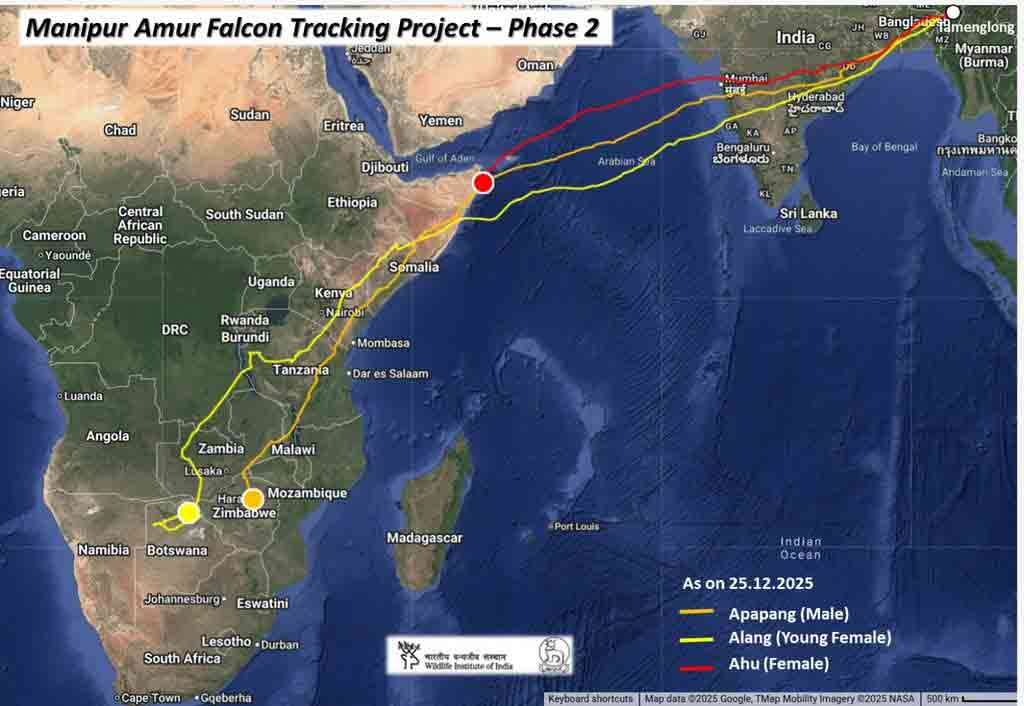 তিন আমুর বাজের যাত্রাপথ। আপাপাং যে পথ ধরে গিয়েছে, ছবিতে তা কমলা রঙের সাহায্যে চিহ্নিত করা হয়েছে। হলুদ আর লাল রঙে দেখানো হয়েছে যথাক্রমে আলাং ও আহুর যাত্রাপথ।