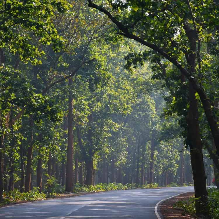 Green wall across Jharkhand border: Massive tree plantation initiative to curb air pollution in West Bengal
