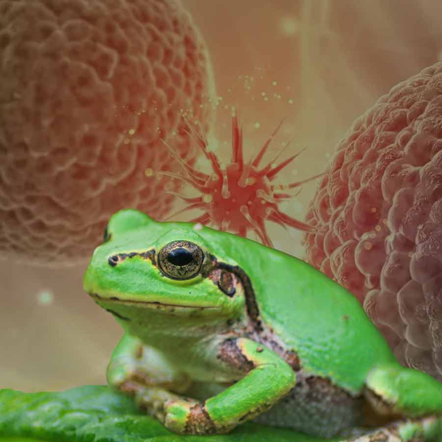 Scientists have discovered Powerful Anti-Cancer Drug inside Japanese Tree Frog dgtl