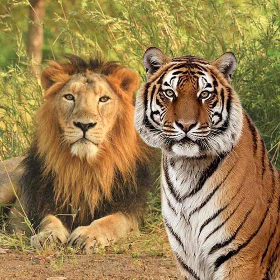 Along with lions, the national animal also has a habitat in Modi’s state; after three decades, Gujarat returns to India’s tiger map