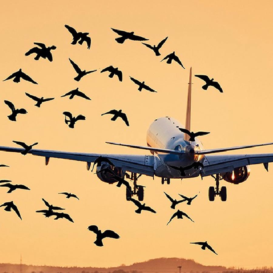 bird strike simulation