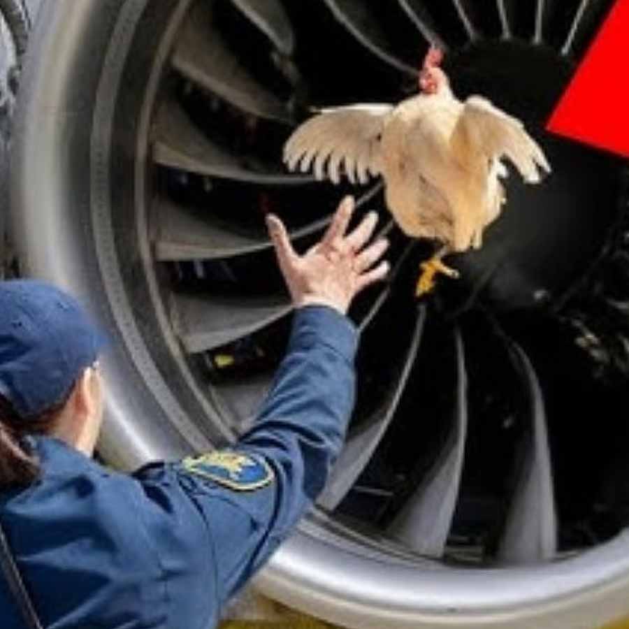 bird strike simulation