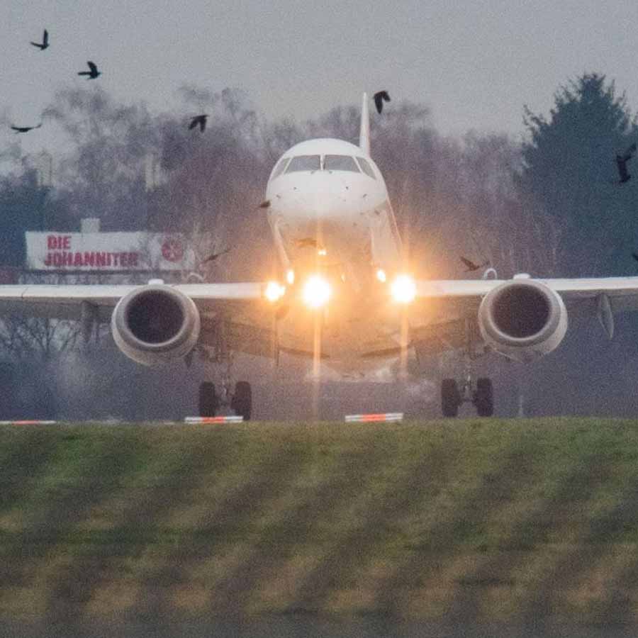 bird strike simulation