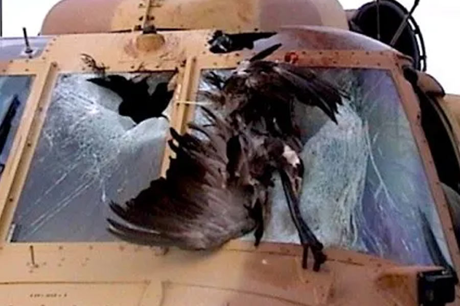 bird strike simulation