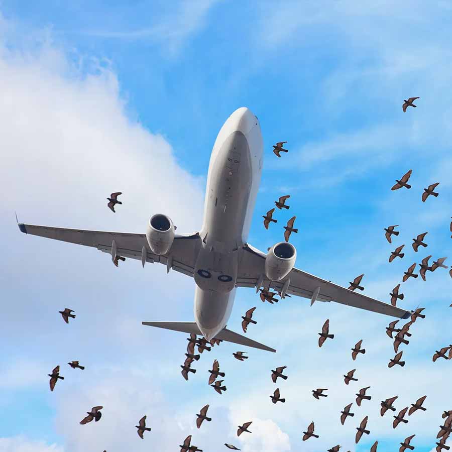 bird strike simulation