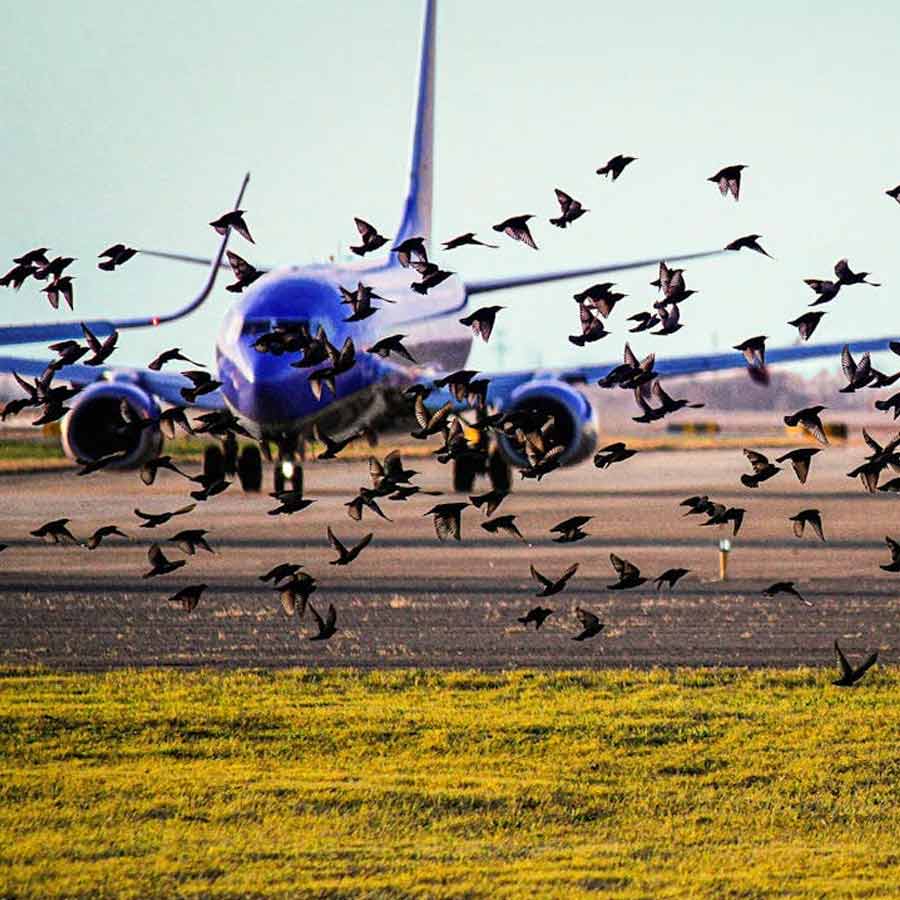 bird strike simulation