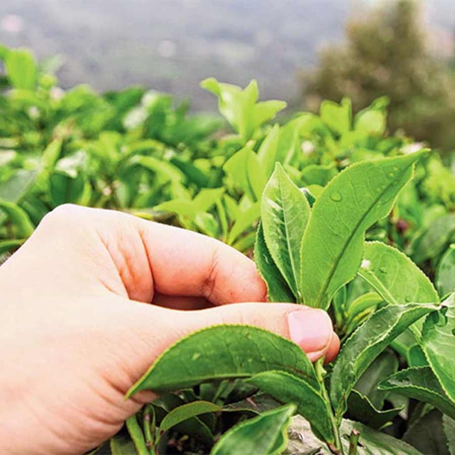 —প্রতিনিধিত্বমূলক ছবি।