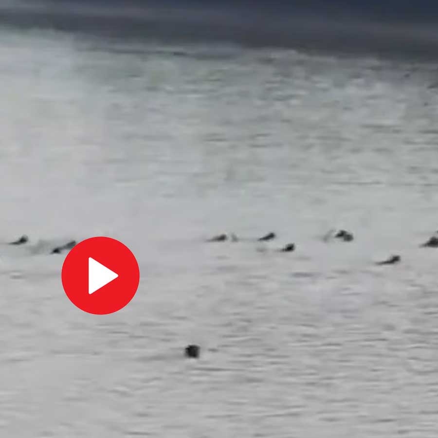 Group of monkeys leap into river to save friend from crocodile attack in Odisha