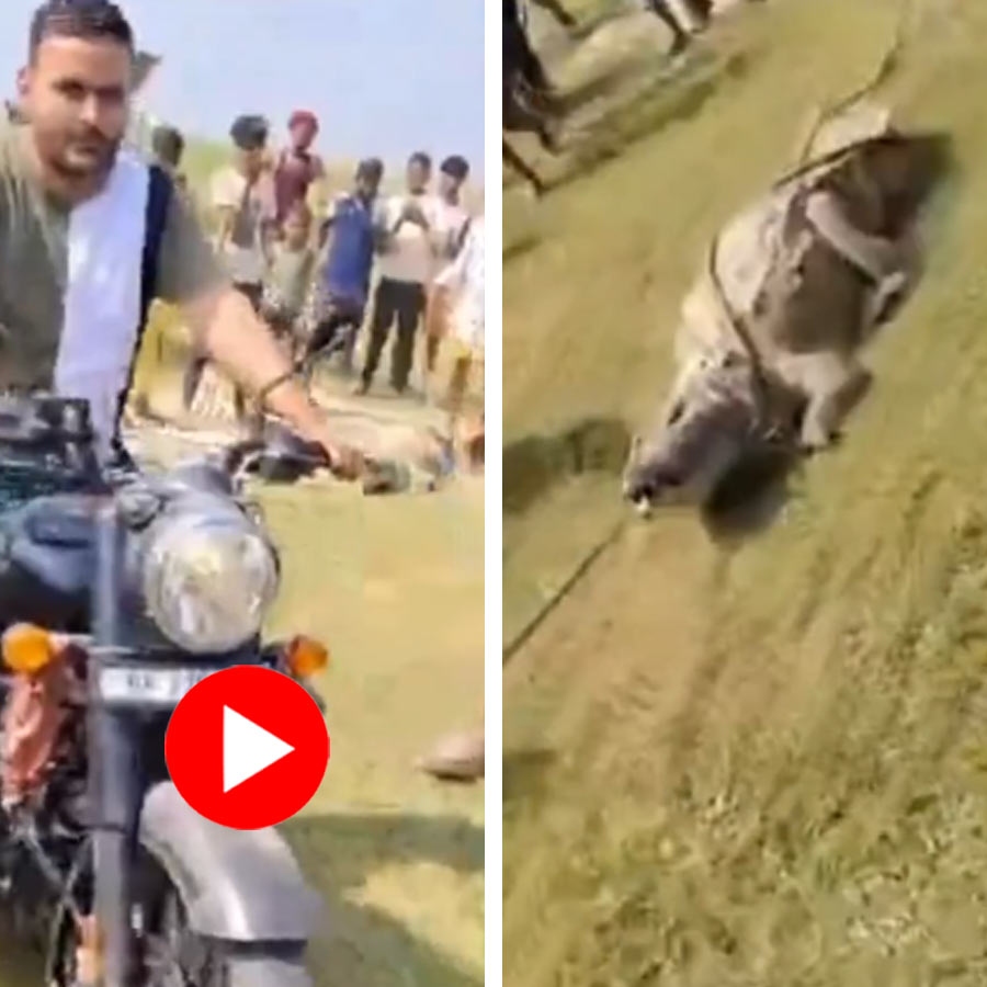 protected marsh crocodile tied and dragged by a motorcycle