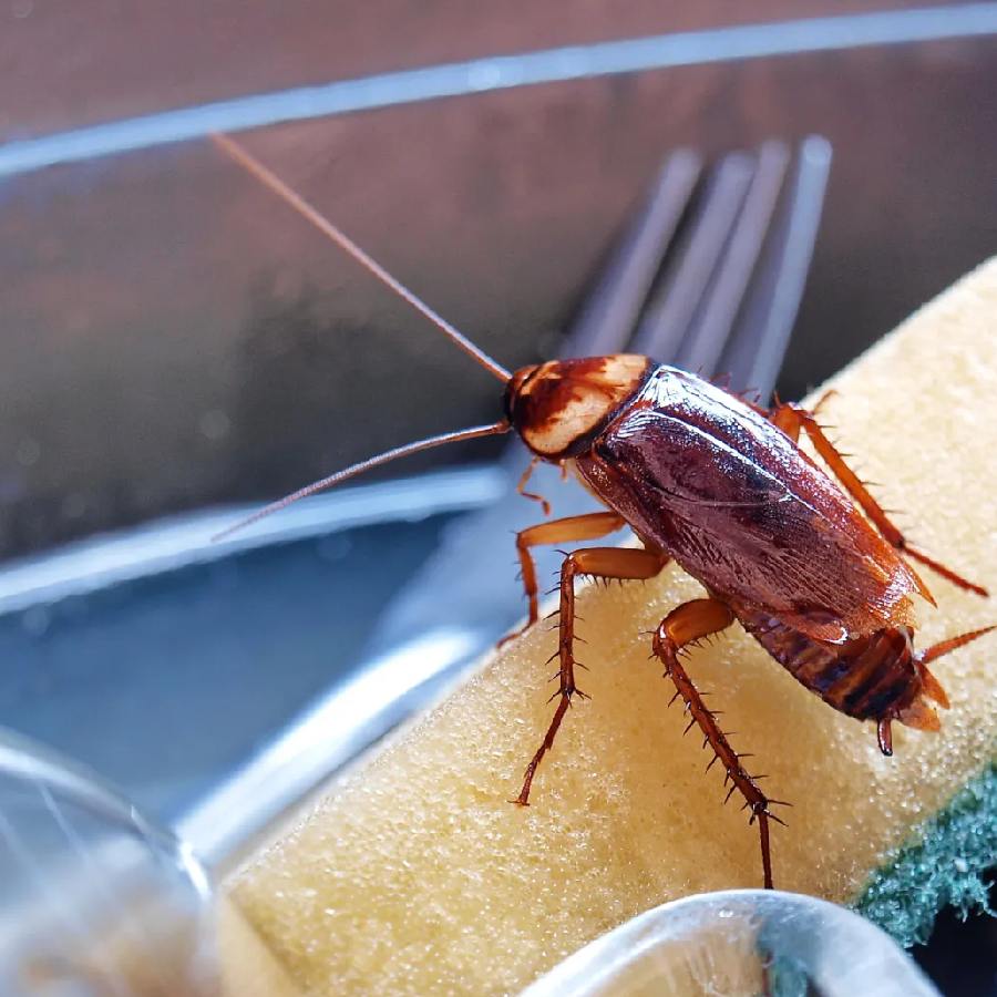 How to get rid of cockroach from winter dgtl