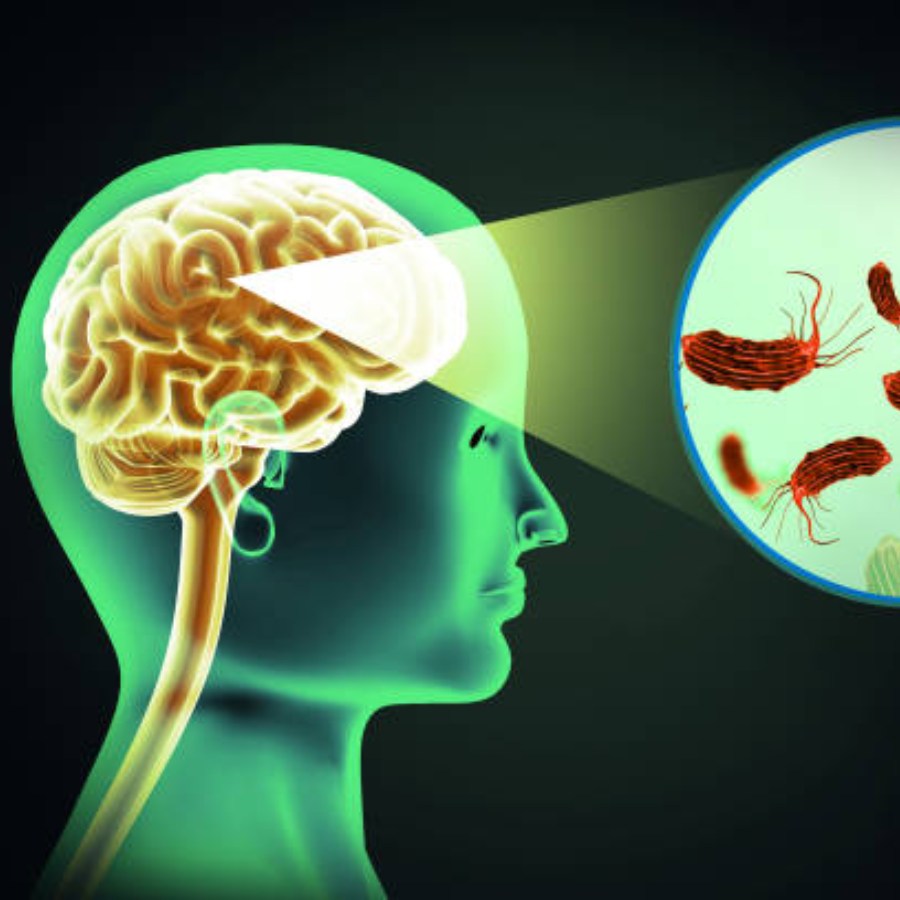 মস্তিষ্কে ফিতাকৃমির লার্ভা।