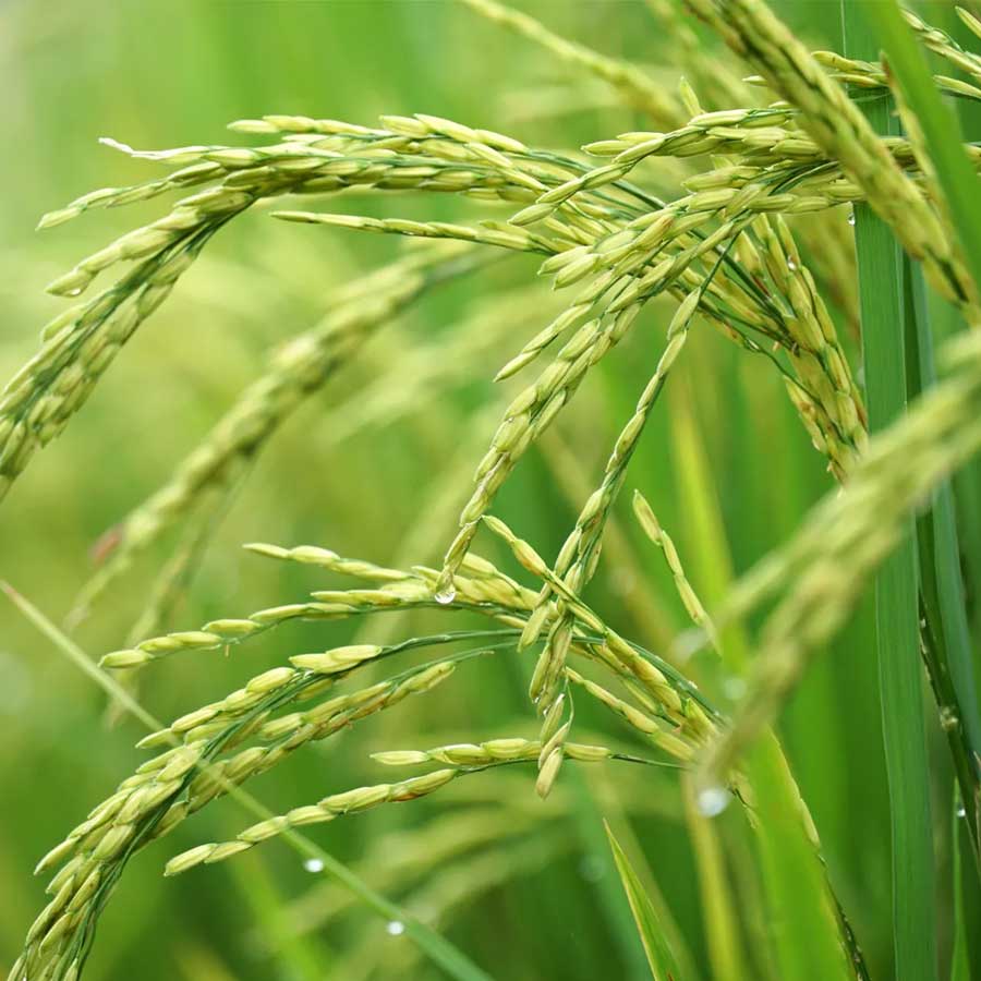 Kuttanad paddy fields show aluminium levels much higher than safe limits, many express concern