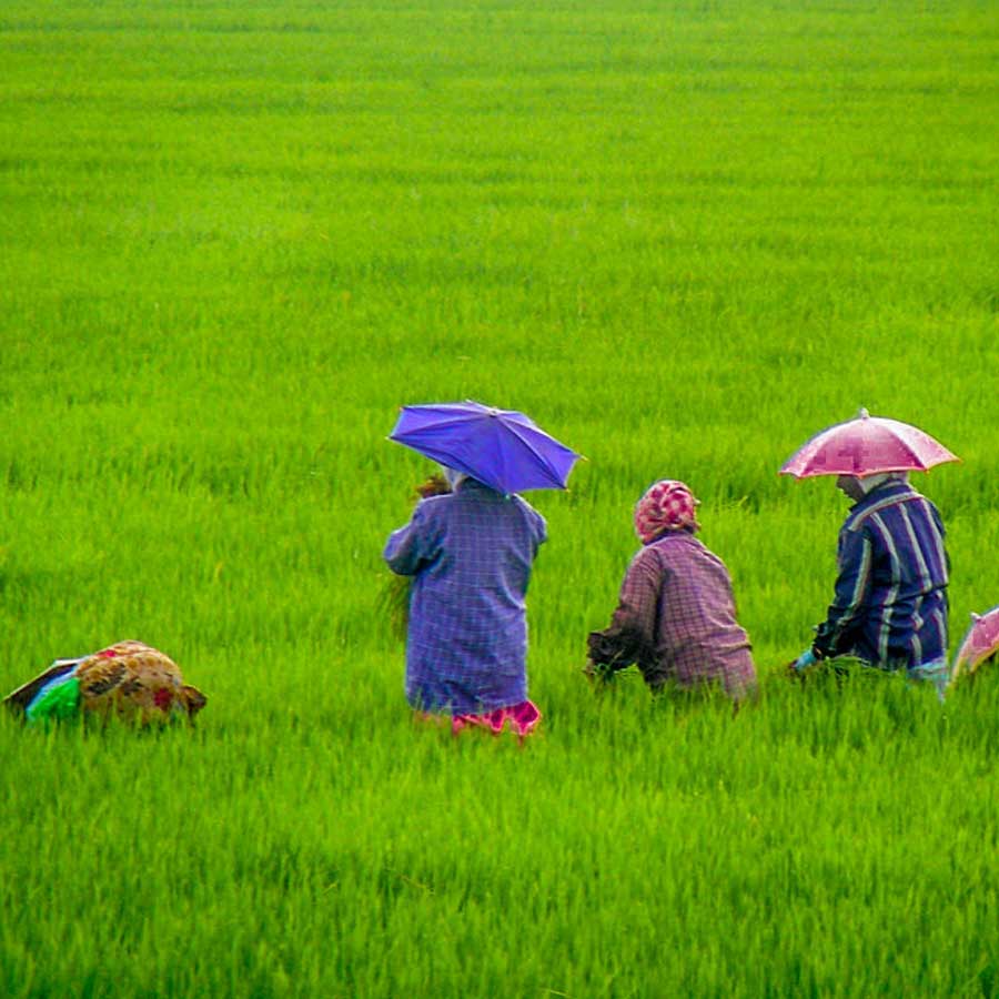 Kuttanad paddy fields show aluminium levels much higher than safe limits, many express concern