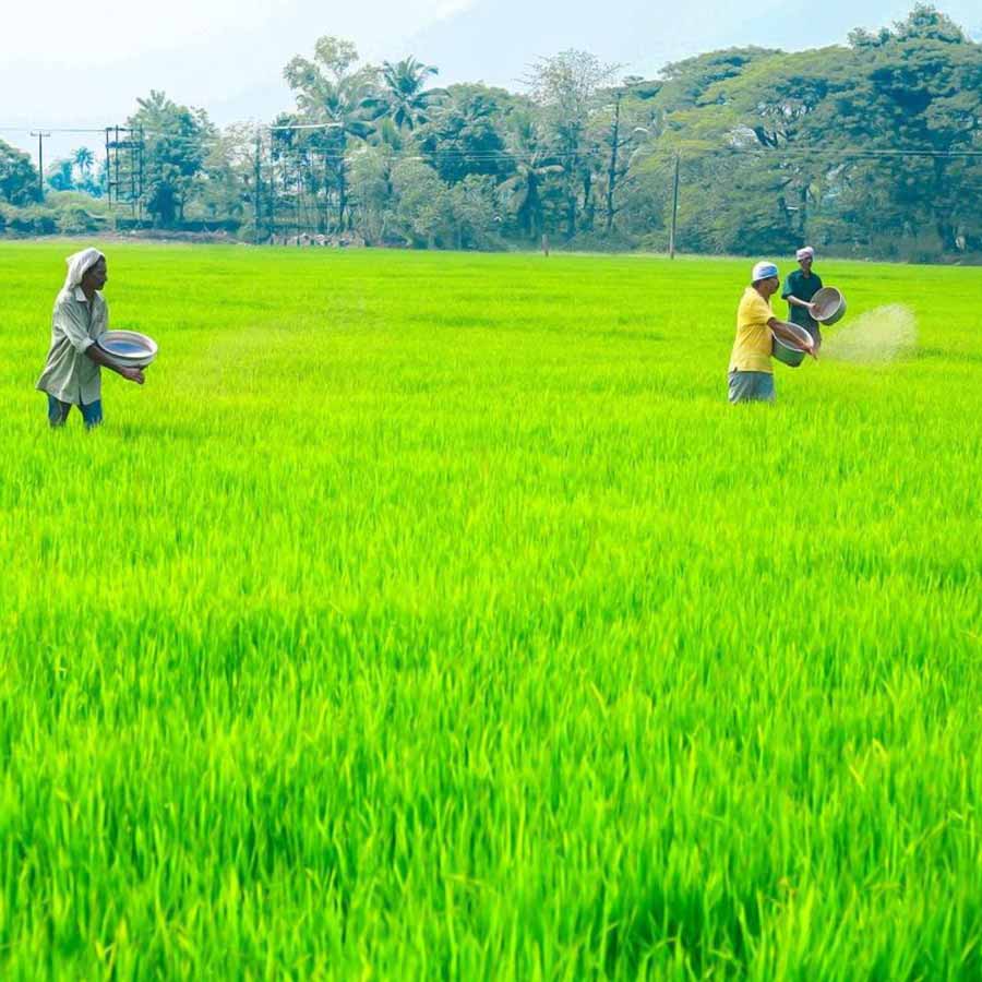 Kuttanad paddy fields show aluminium levels much higher than safe limits, many express concern
