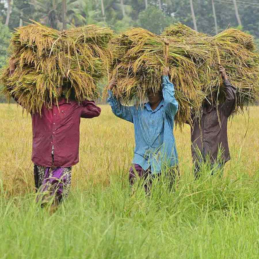 Kuttanad paddy fields show aluminium levels much higher than safe limits, many express concern