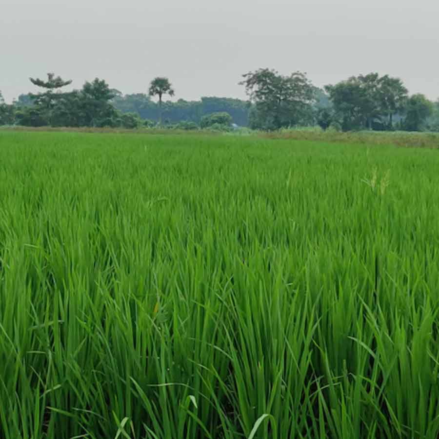Kuttanad paddy fields show aluminium levels much higher than safe limits, many express concern
