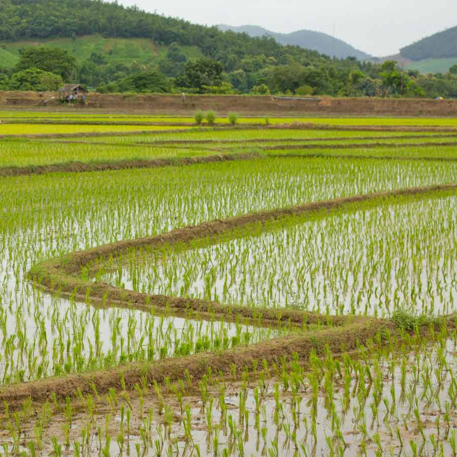 Kuttanad paddy fields show aluminium levels much higher than safe limits, many express concern
