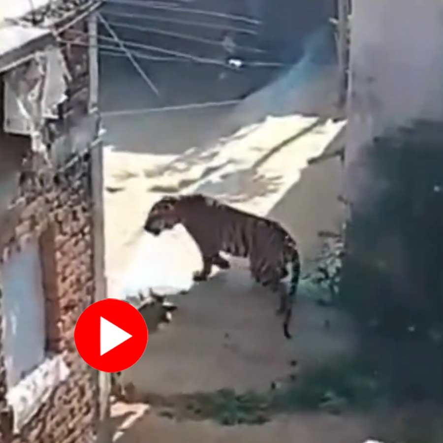 tiger entered a village located in the periphery of the Bandhavgarh